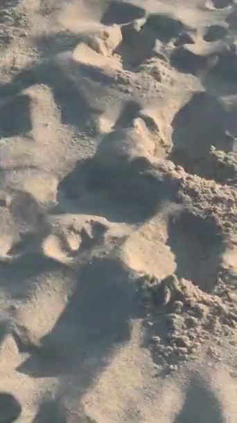 Amstaff Pies Plaży Spacer Morzu Odessa Ukraina — Wideo stockowe