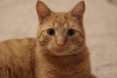 Kırmızı kedi yerde.