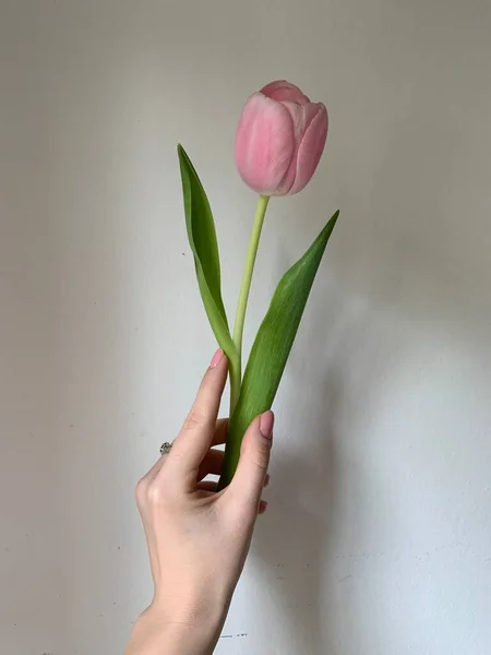 郁金香是意大利2021年春天最美丽的花朵 — 图库照片