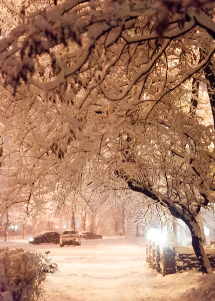 Гори Вкриті Снігом Взимку Карпатах Чисте Небо Ялинові Дерева — стокове фото