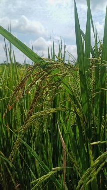 Tarlalarda pirinç bitkileri sararmaya başladı.