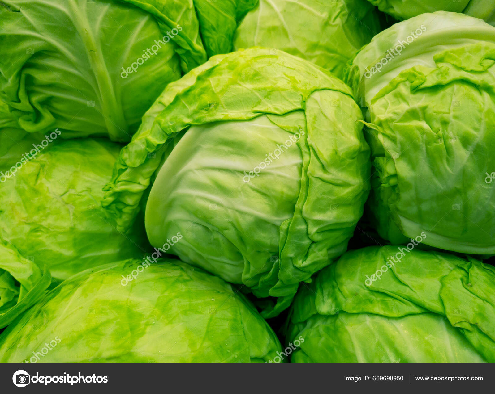 Cabbage Garden Cabbage Cruciferous Family Used Common Edible Vegetable