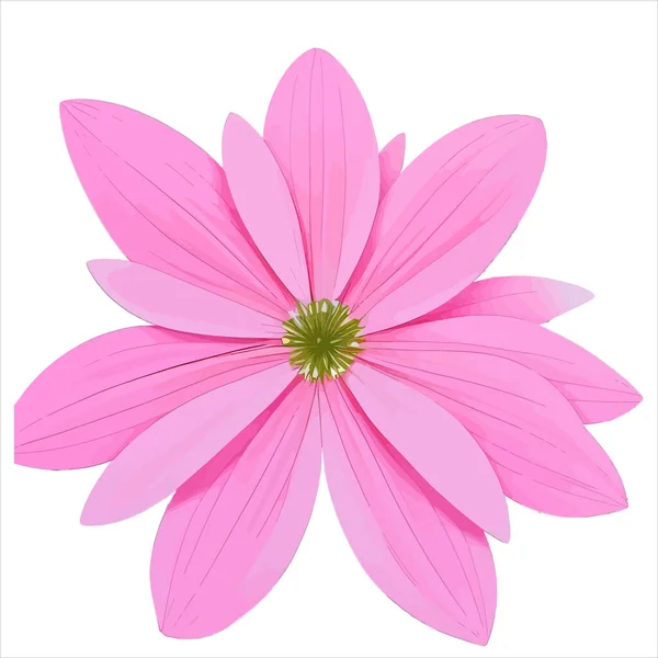 粉红的花 紫色的大丽花 背景为白色 — 图库矢量图片