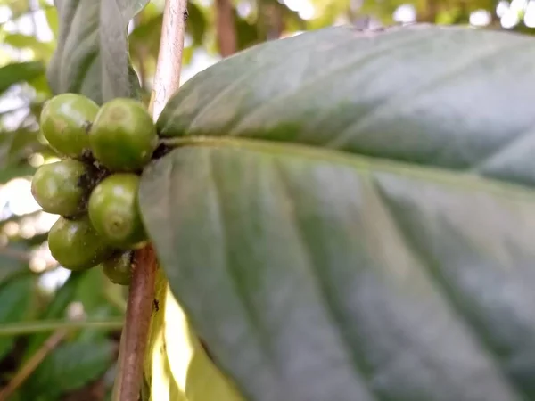 Close Fresh Coffee Beans Still Tree — Stock Photo, Image
