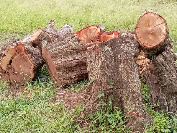 마호가니 나무를 놓았다 — 스톡 사진