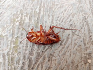 Hamamböceği beyaz arkaplanda izole edildi