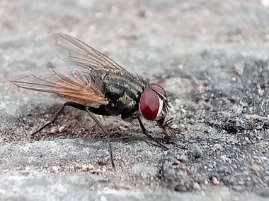 Musca domestica türünün Yetişkinler Evi Sineği