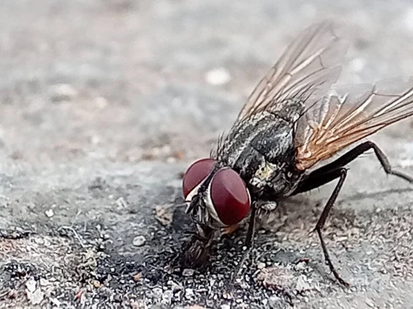 Adult House Fly Species Musca Domestica — Stock Photo, Image