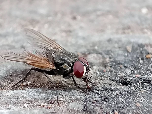 Adult House Fly Dari Spesies Musca Domestica — Stok Foto