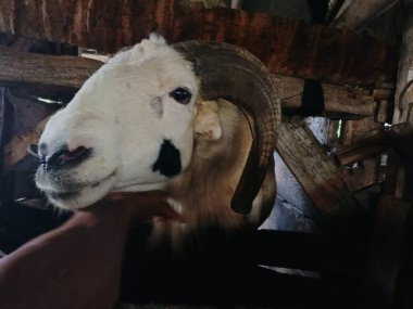 Kurban edilen hayvanlar Kurban Bayramı için sağlıklı, Bokeh resmi ile bulanık arkaplan, Odaklanamayan resim