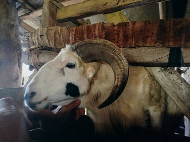 Kurban edilen hayvanlar Kurban Bayramı için sağlıklı, Bokeh resmi ile bulanık arkaplan, Odaklanamayan resim