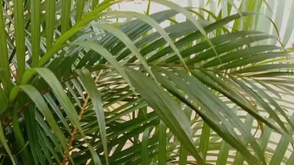 Eğreltiotlarının Geniş Yeşil Çalıları Hafif Rüzgarda Sallanan Uzun Yapraklar Gölgede — Stok video