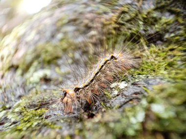 Ağaçtaki kıllı tırtıl