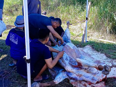 Kurban kesimi, Kurban Kurban Bayramı 'nda. Müslümanlar, Kurban Bayramı 'nda inekleri veya keçileri kurban eder. Bandung, Endonezya - 29 Haziran 2023
