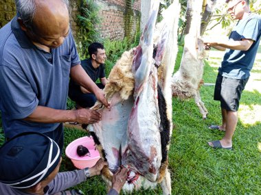 Kurban kesimi, Kurban Kurban Bayramı 'nda. Müslümanlar, Kurban Bayramı 'nda inekleri veya keçileri kurban eder. Bandung, Endonezya - 29 Haziran 2023