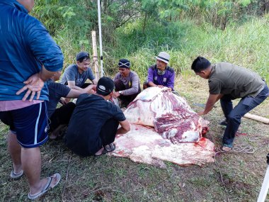 Kurban kesimi, Kurban Kurban Bayramı 'nda. Müslümanlar, Kurban Bayramı 'nda inekleri veya keçileri kurban eder. Bandung, Endonezya - 29 Haziran 2023