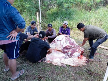 Kurban kesimi, Kurban Kurban Bayramı 'nda. Müslümanlar, Kurban Bayramı 'nda inekleri veya keçileri kurban eder. Bandung, Endonezya - 29 Haziran 2023