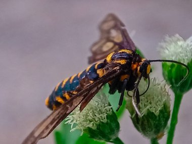 Eressa Confinis, Erebidae familyasından bir kelebek türü..