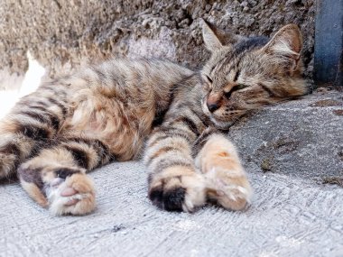 Altın gözlü sevimli kahverengi kedi.