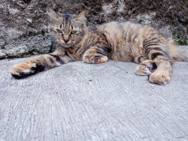 Altın gözlü sevimli kahverengi kedi.