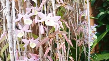 Dendrobium Aphyllum orkide çiçekler baharda çiçek doğanın güzelliğini süslüyor