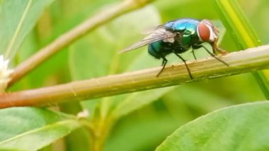 Cochliomyia hominivorax, kısaca 
