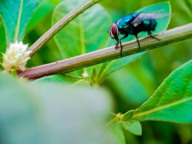 Cochliomyia hominivorax, kısaca 
