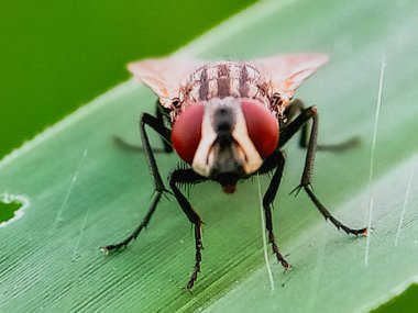 Cochliomyia hominivorax, kısaca 