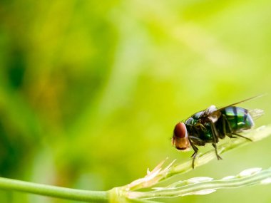 Cochliomyia hominivorax, kısaca 