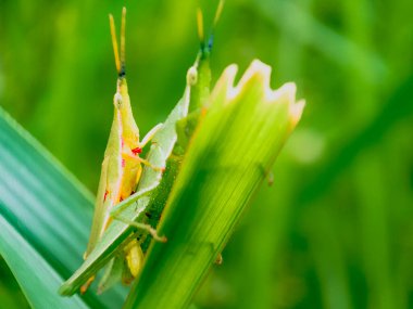 Common field grasshoper sitting on a green leaf macro photography in summertime. Common field grasshopper sitting on a plant in summer day close-up photo. Macro insect on a green background. clipart