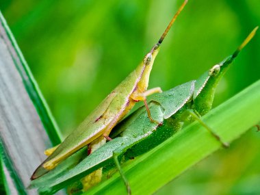 Yazın yeşil yapraklı makro fotoğrafçılıkta oturan sıradan bir tarla çekirgesi. Yaz günü bir bitkinin üzerinde oturan sıradan bir tarla çekirgesi. Yakın çekim fotoğrafı. Yeşil arka planda Macro böceği.