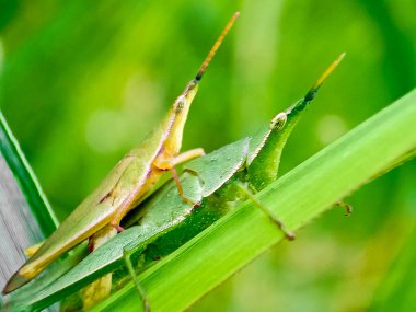 Common field grasshoper sitting on a green leaf macro photography in summertime. Common field grasshopper sitting on a plant in summer day close-up photo. Macro insect on a green background. clipart