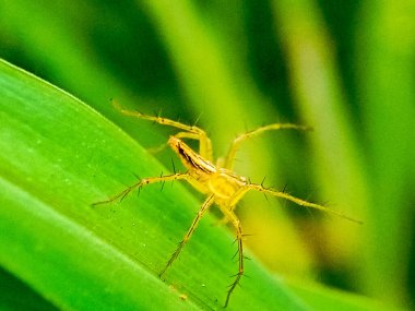 Macro photo of a spider on a green leaf with a blurred background clipart