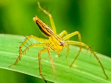 Yeşil yapraklı bulanık bir örümceğin makro fotoğrafı.