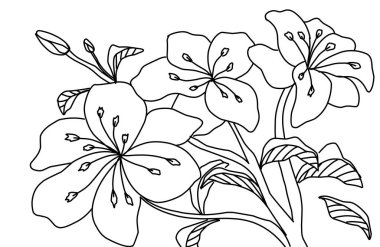 Kiraz Çiçeği Vektör Çizgisi Çizimi. Sakura Spring el çizdi Mevsimlik tanıtım, satış, romantik tebrik kartı, poster, afiş, basım.