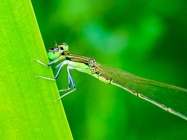 Yaprağın üzerinde bir yusufçuğun makro fotoğrafı.