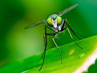 Doğada uçan bir kondiloz bir yaprağa tünemiş, makro fotoğrafçılık, yakın plan, vahşi yaşam, böcek.