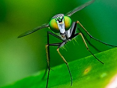 Doğada uçan bir kondiloz bir yaprağa tünemiş, makro fotoğrafçılık, yakın plan, vahşi yaşam, böcek.