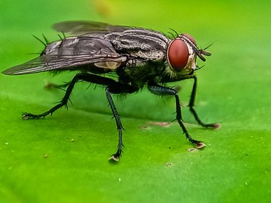 Hominivorax (Yeni Dünya 'da vida kurdu sineği veya kısaca vida kurdu), larvalarının canlı dokuları nasıl yediği ile tanınan bir parazit sineği türüdür..