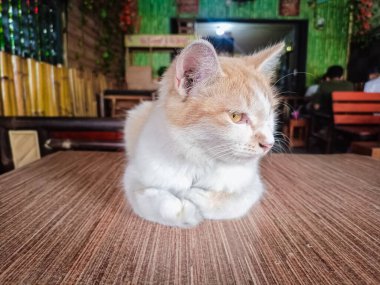 Kedi ahşap masa zemininde oturuyor ve bulanık arka planda sağ yalıtılmış yere bakıyor. Evcil hayvanlar evde. Boşluğu kopyala.