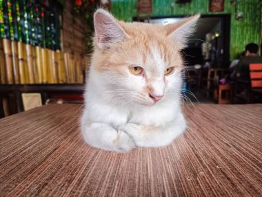 Kedi ahşap masa zemininde oturuyor ve bulanık arka planda sağ yalıtılmış yere bakıyor. Evcil hayvanlar evde. Boşluğu kopyala.