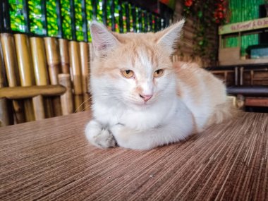 Kedi ahşap masa zemininde oturuyor ve bulanık arka planda sağ yalıtılmış yere bakıyor. Evcil hayvanlar evde. Boşluğu kopyala.