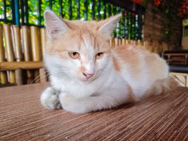 Kedi ahşap masa zemininde oturuyor ve bulanık arka planda sağ yalıtılmış yere bakıyor. Evcil hayvanlar evde. Boşluğu kopyala.