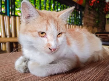 Kedi ahşap masa zemininde oturuyor ve bulanık arka planda sağ yalıtılmış yere bakıyor. Evcil hayvanlar evde. Boşluğu kopyala.