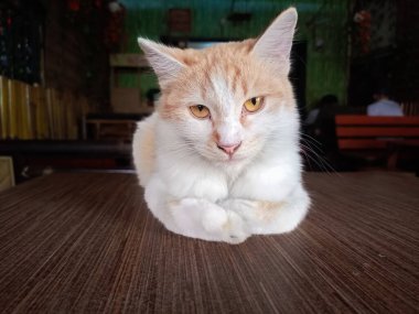 Kedi ahşap masa zemininde oturuyor ve bulanık arka planda sağ yalıtılmış yere bakıyor. Evcil hayvanlar evde. Boşluğu kopyala.