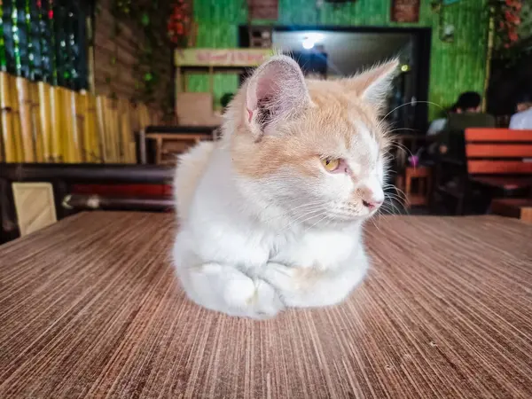 Kedi ahşap masa zemininde oturuyor ve bulanık arka planda sağ yalıtılmış yere bakıyor. Evcil hayvanlar evde. Boşluğu kopyala.