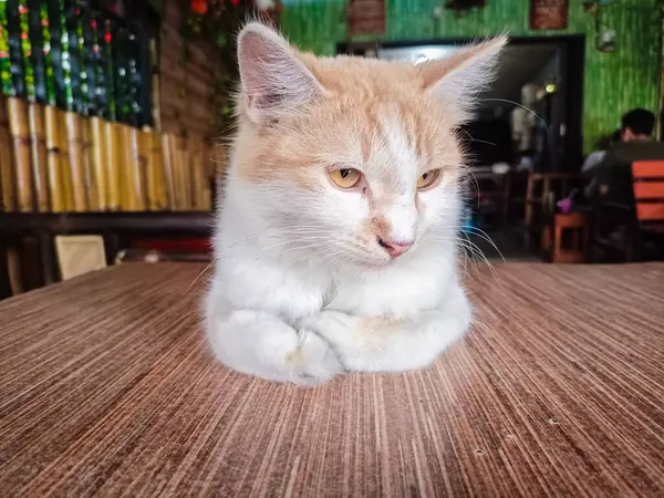 Kedi ahşap masa zemininde oturuyor ve bulanık arka planda sağ yalıtılmış yere bakıyor. Evcil hayvanlar evde. Boşluğu kopyala.