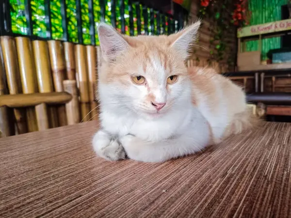 Kedi ahşap masa zemininde oturuyor ve bulanık arka planda sağ yalıtılmış yere bakıyor. Evcil hayvanlar evde. Boşluğu kopyala.