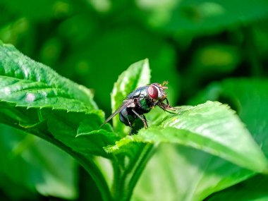 Cochliomyia hominivorax, kısaca 