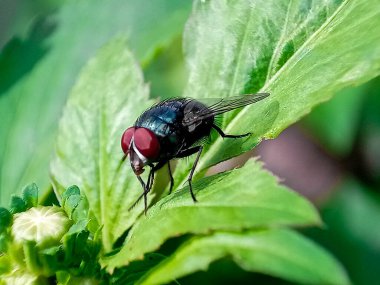 Cochliomyia hominivorax, kısaca 